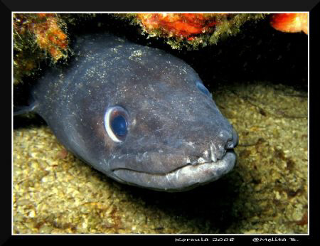 face to face / Canon G9, in-strobe by Melita Bubek 