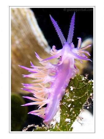 "Flabellina"

Location: Italy - Sardegna - Santa Teresa... by Giuseppe Vitali 