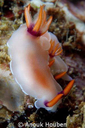 Hypselodoris bullockii. Picture taken on the second reef ... by Anouk Houben 