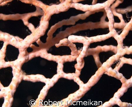 Hippocampus Denise ( who was Denise?) If you look closely... by Robert Mcmeikan 