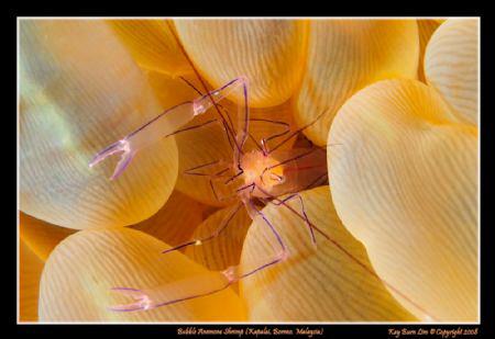 Bubble anemone shrimp

D300, 60mm AF-S Micro by Kay Burn Lim 