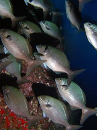 Schooling Rudderfish by Martin Dalsaso 
