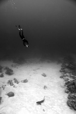 Free diver and reef shark.

Nikon d80, 2 x ds 51 strobe... by Cal Mero 