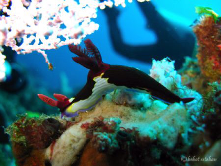 Nudibranch with with Diver by Bebot Esteban 