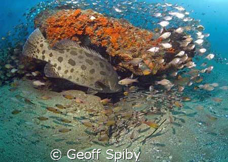 a huge potatoe bass that had been hanging around watching... by Geoff Spiby 