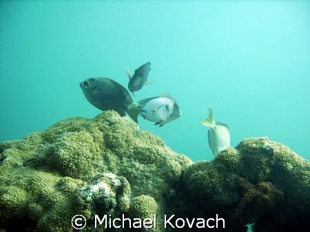 Doctor fish on the first reef line by Lauderdale by the Sea by Michael Kovach 