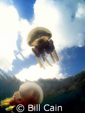 Taken in a marine lake in Palau. The shot was taken about... by Bill Cain 