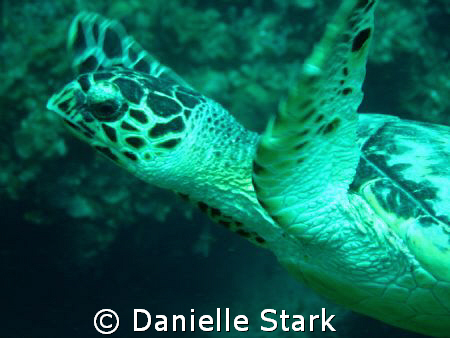 flirty turtle...he liked to play. by Danielle Stark 