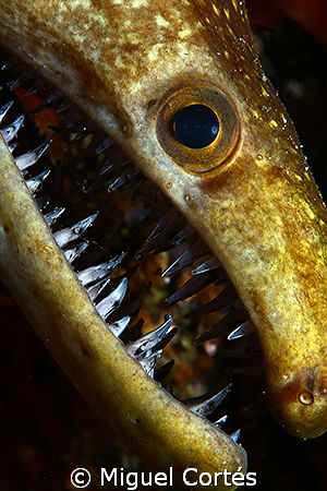 Moray close portrait. by Miguel Cortés 