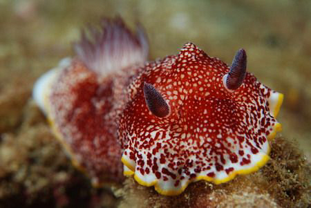 Chromodoris tinctoria. Picture taken on the second reef o... by Anouk Houben 