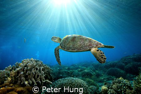 5d with sea&sea strobe, morning dive at Sipadan, Malaysia by Peter Hung 