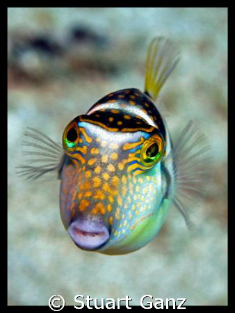 Crowned Toby - Who wouldn'd love a face like this? by Stuart Ganz 
