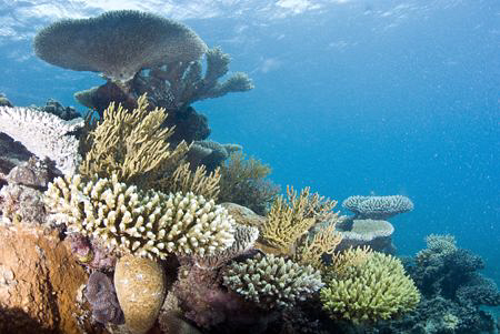 Hard corals located on the outer great barrier reef.

N... by Cal Mero 