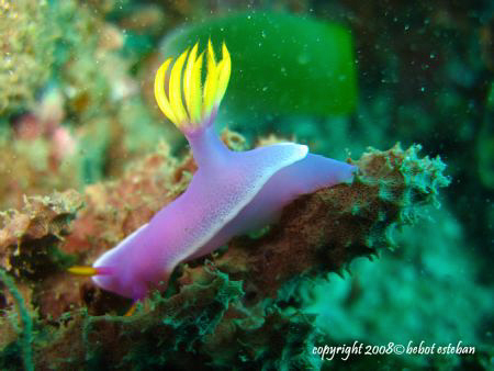 Nudibranch by Bebot Esteban 