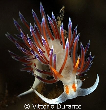 Cratena Peregrina by Vittorio Durante 