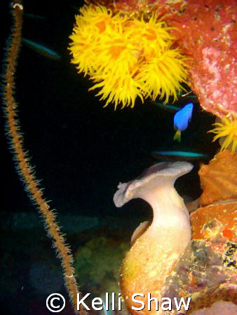 "Dr. Seuss' Underwater World" by Kelli Shaw 