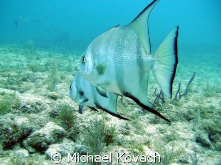Spade Fish on the Inside Reef at Lauderdale by the Sea by Michael Kovach 