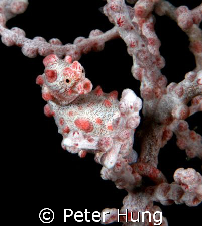 5d, 100mm macro lens with sea&sea strobe. at Mabul, Malay... by Peter Hung 