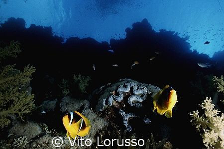Fishs - Amphiprion bicinctus by Vito Lorusso 