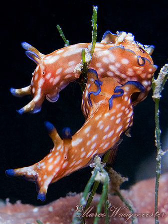 Two Sea Hares (Aplysia parvula) posing - Penjor Reef, Bal... by Marco Waagmeester 