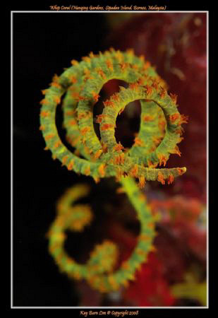 Curls, 
D300, 60mm Macro AF-S, Woody's diopter by Kay Burn Lim 