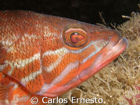 Serranus cabrilla.
Olympus c-7070 and YS-60 by Carlos Ernesto 