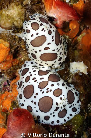 DISCODORIS ATROMACULATA by Vittorio Durante 