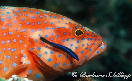 Grouper getting cleaned by Barbara Schilling 