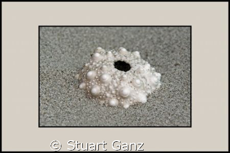 
Urchin Shell by Stuart Ganz 