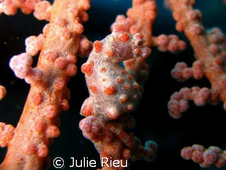 Pygmy seahorse, Gili Trawangan, Indonesia by Julie Rieu 