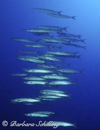School of Barracudas flying by in formation by Barbara Schilling 