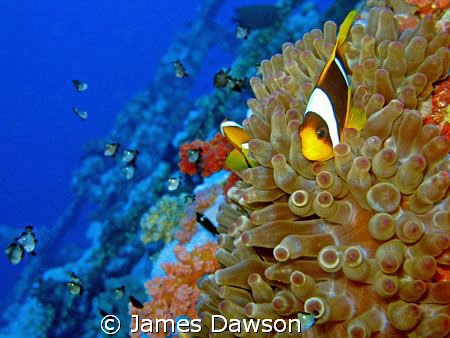 Red Sea Anemone fish on the Numidia at Big Brother Island... by James Dawson 