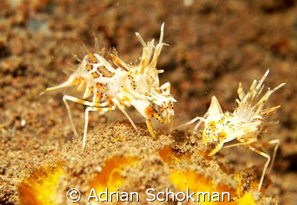 Tiger Shrimp from Bali - Olympus E-330 + 50mm Macro by Adrian Schokman 