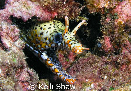 Dragon Moray - Oahu, Hawaii by Kelli Shaw 