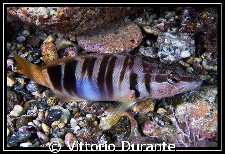 Serranus Scriba by Vittorio Durante 