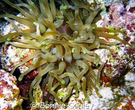 Night dive in Grand Cayman.  If you look close you will s... by Bonnie Conley 