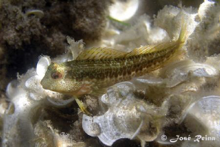 Ringneck blenny (Parablennius pilicornis) in Alboran Sea. by José Reina 
