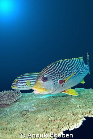 Sweet lips. Picture taken on the Liberty wreck in Tulambe... by Anouk Houben 