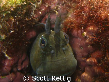 cropped version.....Hanauma Bay, Oahu

Thhhhat's all fo... by Scott Rettig 