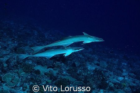 Fishs - Echeneis naucrates by Vito Lorusso 