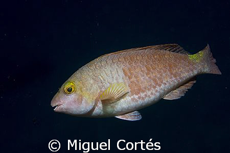 Parrotfish. by Miguel Cortés 