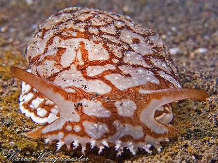 Pleurobranchus Sea Slug (Pleurobranchaea brockii) - Puri ... by Marco Waagmeester 