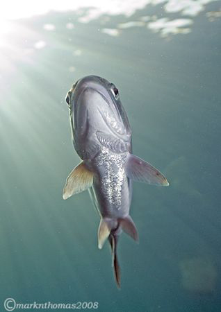 Rainbow trout in Capernwray, yesterday.
20mm +4 diopter. by Mark Thomas 
