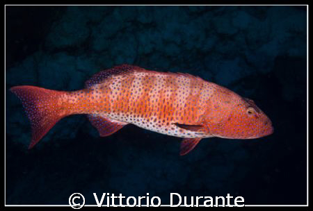 A Plectopromus Pessuliferus at Jackson Reef by Vittorio Durante 