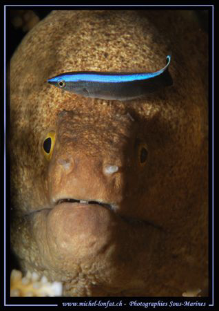 A cleanning fish on a Murène... :O) .... by Michel Lonfat 