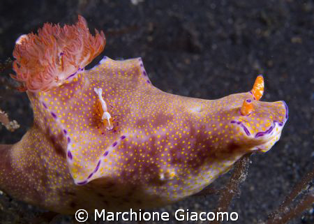 Friends
Nikon D200 , 60 micro , twin strobo
Lembeh stra... by Marchione Giacomo 