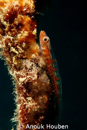 Whip coral goby. Picture taken on the second reef off Neg... by Anouk Houben 