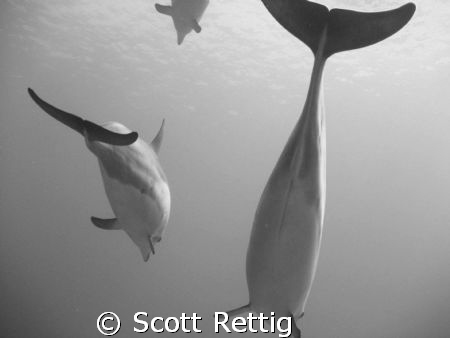 Spinners     Big Island by Scott Rettig 