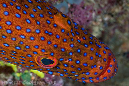 Coral Cod.  Ningaloo Reef, Western Australia.  Canon 40D ... by Ross Gudgeon 