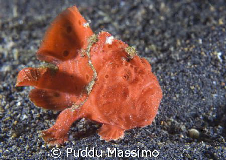 lembeh strait,frog fish nikon d2x 60mm macro by Puddu Massimo 